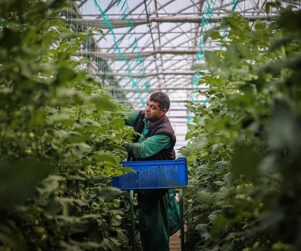 Fermier care recoltează tomate într-o seră